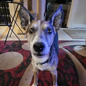 Meet your Posher, Tracey